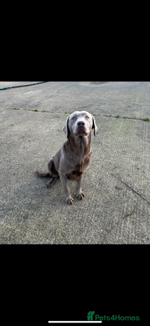 Labrador Retriever dogs - Advert 11