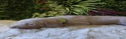 Weimaraner dogs for sale: ✨KC Weimaraner litter  from Champion Bloodlines ✨ - Advert 11