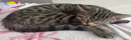 Bengal cats for sale: Luna is looking for a loving forever home  - Advert 3