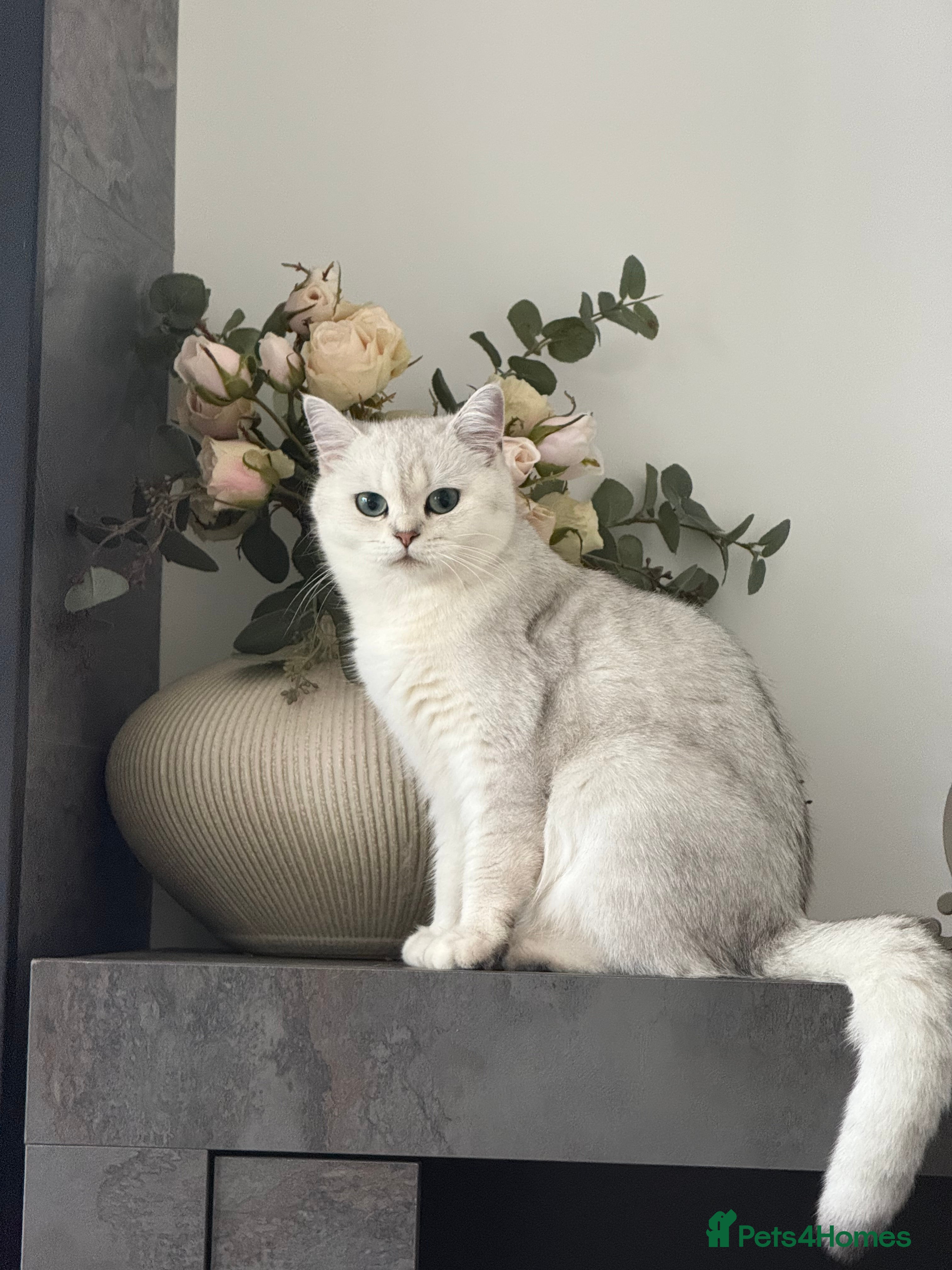 British Shorthair cats Beautiful Silver Tipped Female Cat - Advert 15