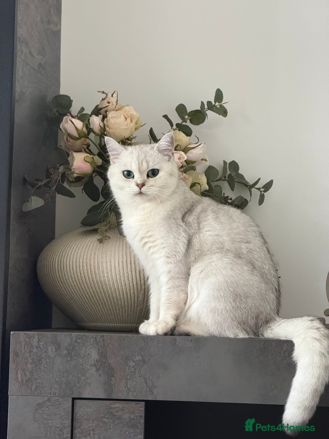 British Shorthair cats for sale: Beautiful Silver Tipped Female Cat - Advert 1
