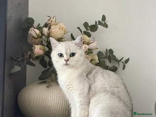British Shorthair cats Beautiful Silver Tipped Female Cat - Advert 3