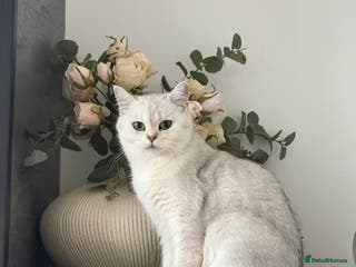 British Shorthair cats Beautiful Silver Tipped Female Cat - Advert 11
