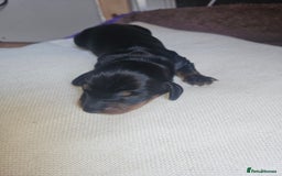 Dachshund dogs for sale: 3/4 Dachsunds  - Image 6