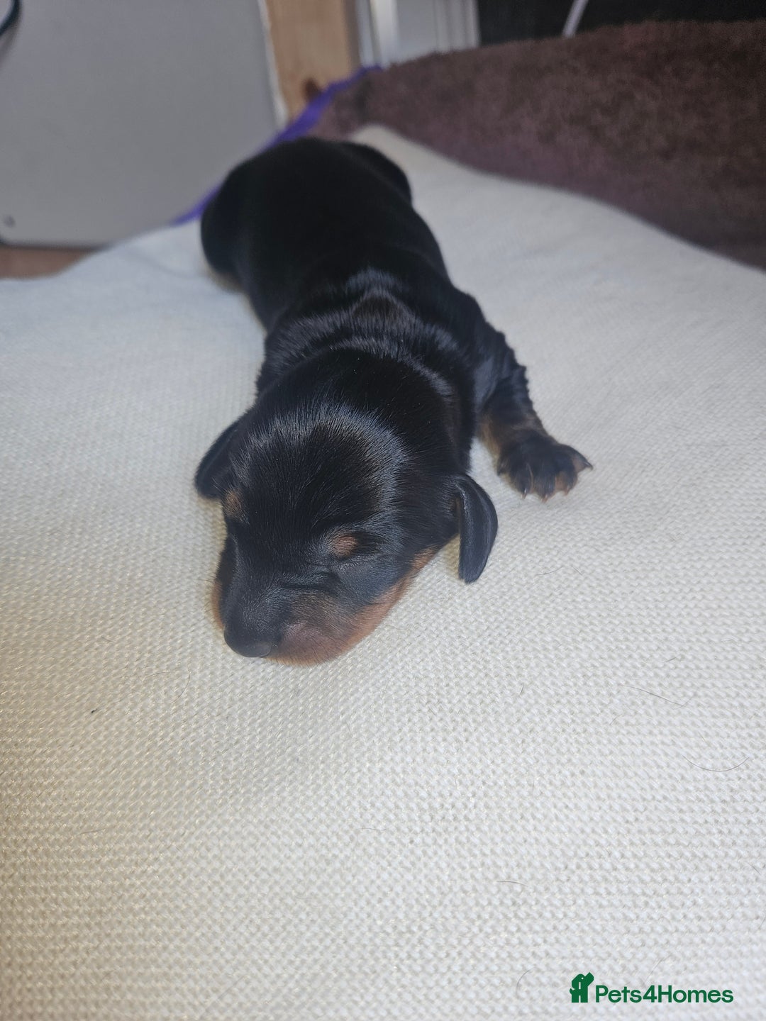 Dachshund dogs for sale: 3/4 Dachsunds  - Image 6