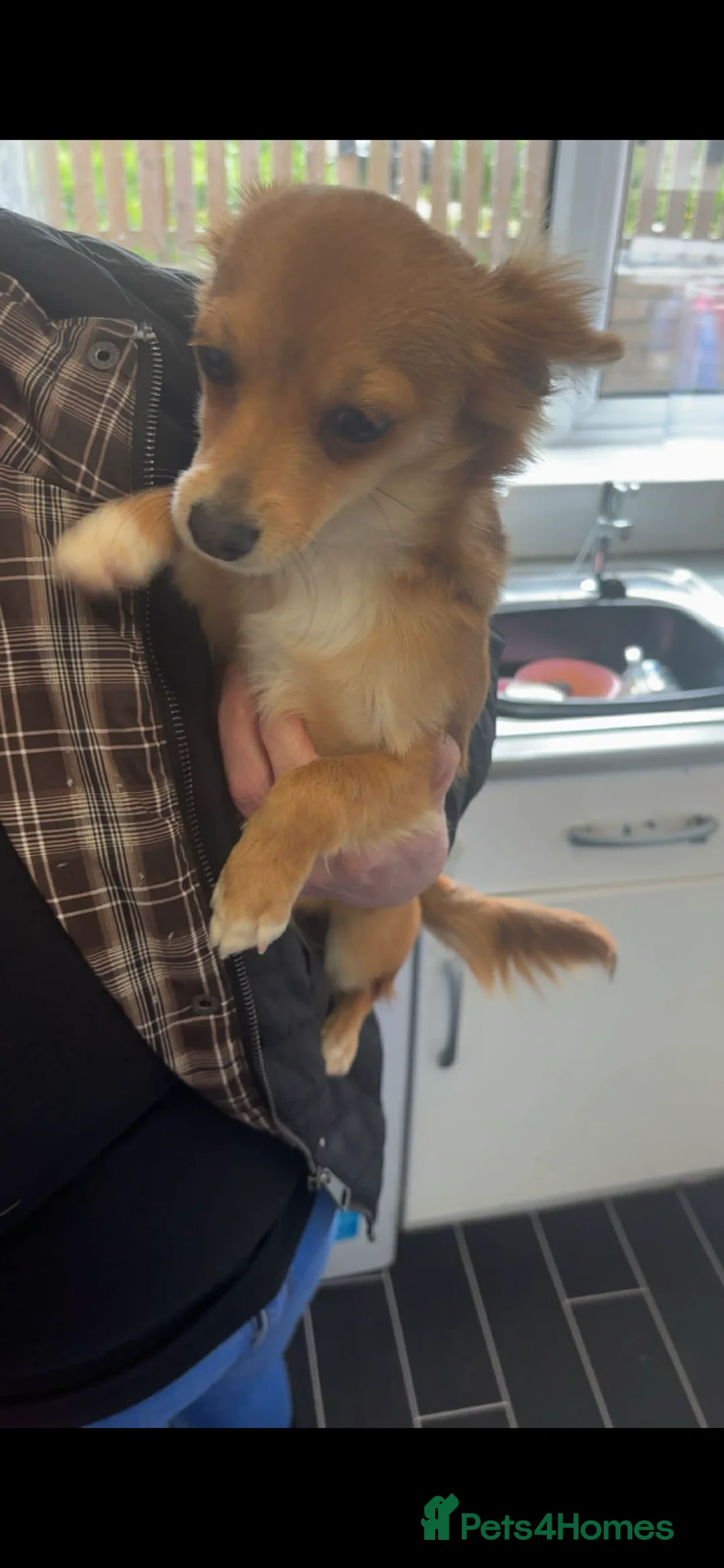 Chihuahua dogs for sale: Chihuahua in Leeds - Advert 2