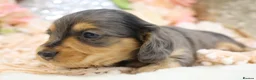 Miniature Dachshund dogs for sale: KC Longhair Miniature Dachshund Puppies - Advert 14