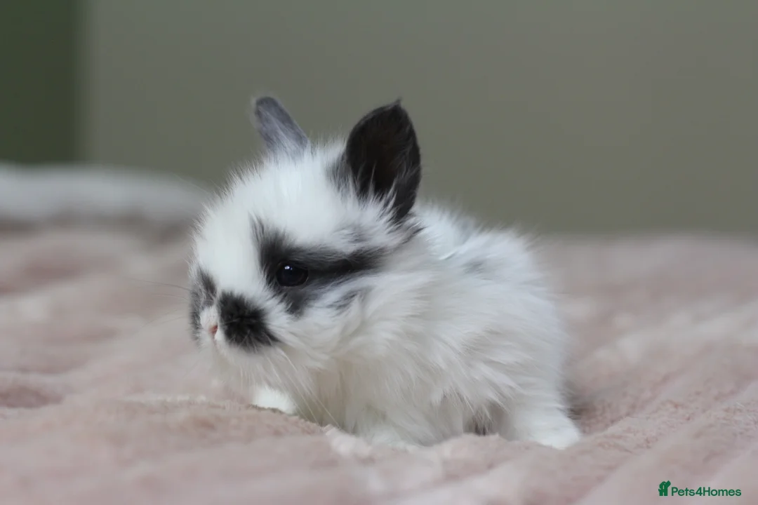 Angora rabbits for sale: Angora X bunny rabbits  - Advert 9