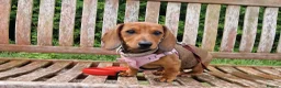 Dachshund dogs for sale: 4 month old Dachshund  in Barrow-in-Furness - Advert 2
