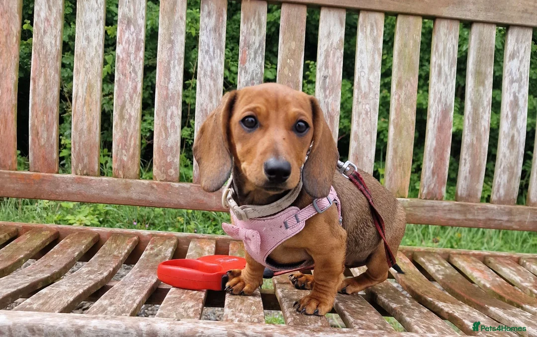 Dachshund dogs for sale: 4 month old Dachshund  in Barrow-in-Furness - Advert 2