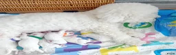 Bichon Frise dogs for sale: Bichon Frise 2 boys and 4 girls - Advert 3