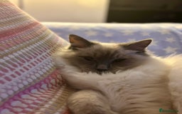 Ragdoll cats for sale: Gorgeous Mitted Bluepoint Ragdoll - Image 12
