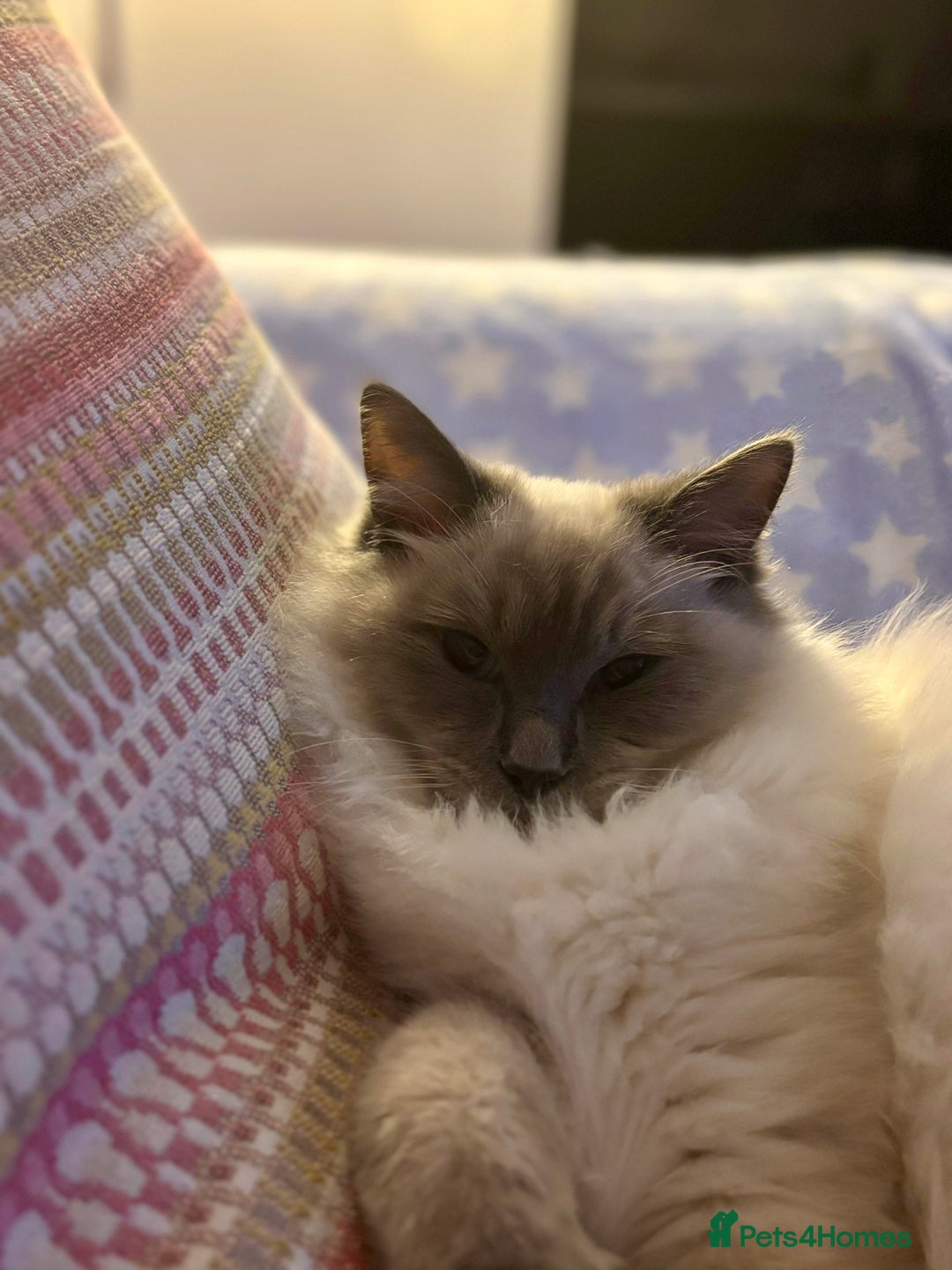 Ragdoll cats for sale: Gorgeous Mitted Bluepoint Ragdoll - Image 12