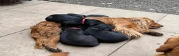 Cocker Spaniel dogs for adoption: Lewy  - Advert 3