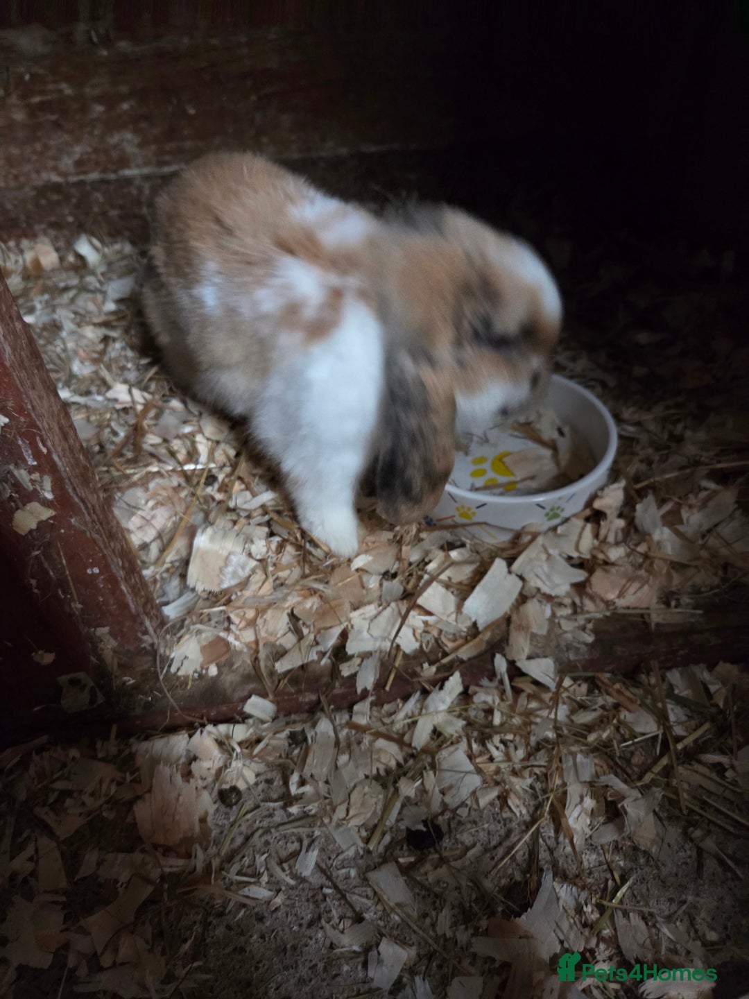 Mini Lop rabbits for sale: ♥️friendly mini lops FROM £30 ♥️ - Advert 5