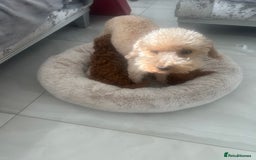 Toy Poodle dogs for sale: Kc registered,  fox red (Tiny) Toy poodles  - Image 4