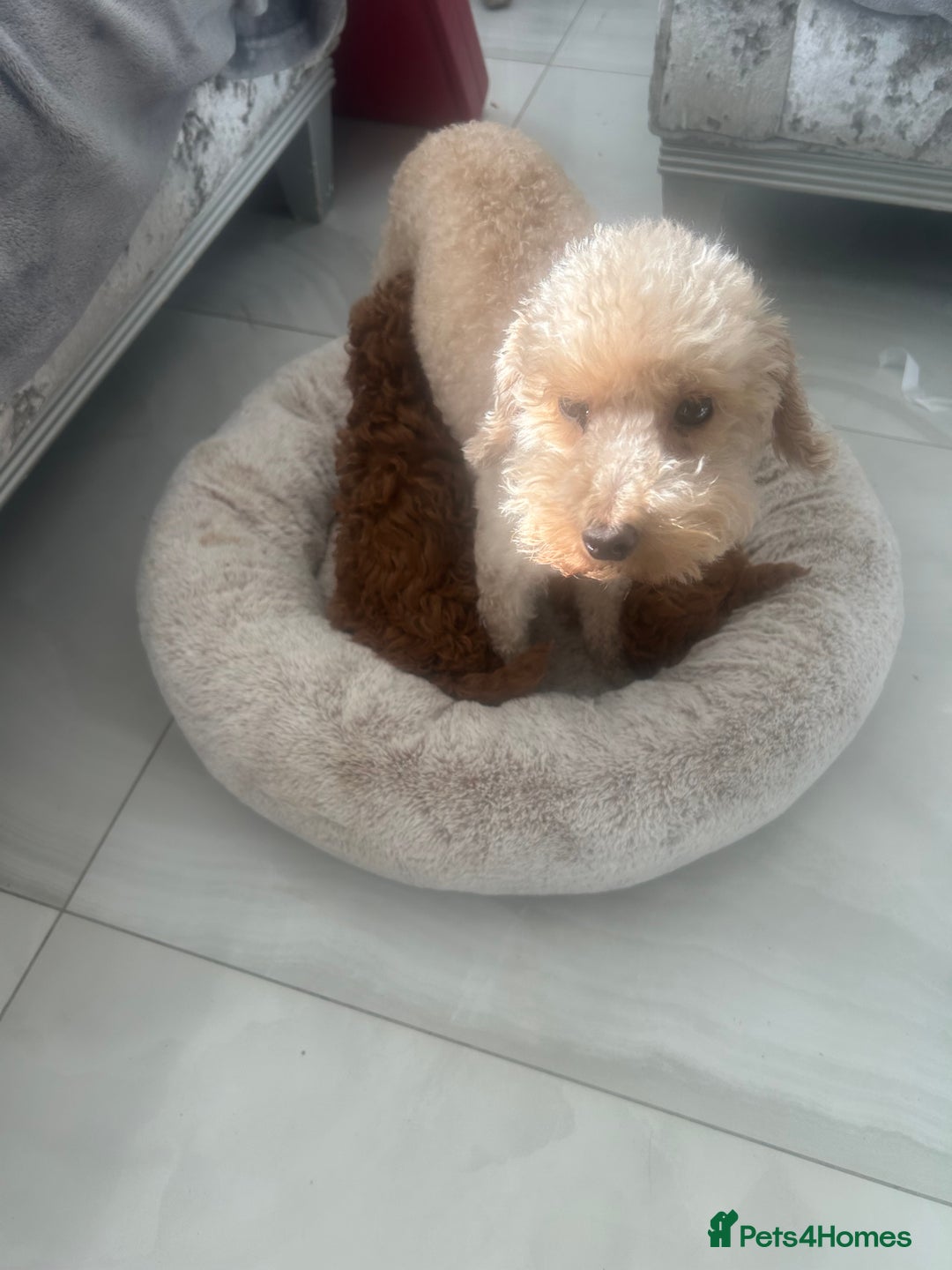 Toy Poodle dogs for sale: Kc registered,  fox red (Tiny) Toy poodles  - Image 4