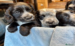 Cocker Spaniel dogs for sale: Gorgeous KC Cockers with blue roan features - Image 8