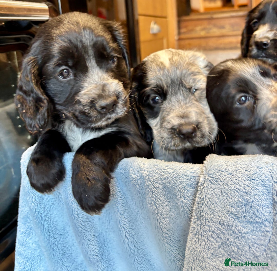 Cocker Spaniel dogs for sale: Gorgeous KC Cockers with blue roan features - Image 8