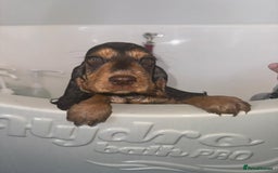 Cocker Spaniel dogs for sale: Gorgeous Tatty is seeking a fantastic family  - Image 4