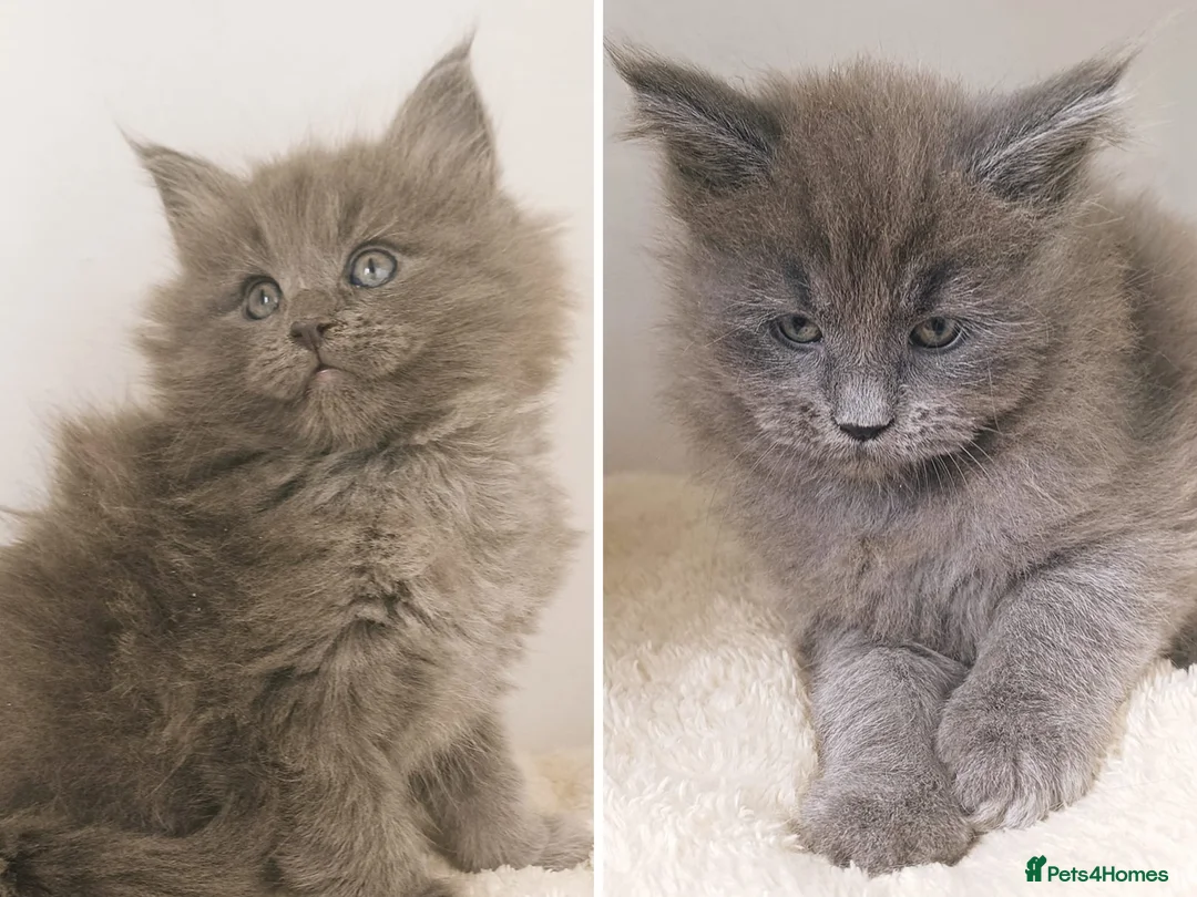 Maine Coon cats for sale: XXL Maine coon kittens + DNA health tested - Advert 1