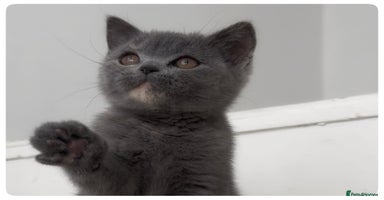 British Shorthair cats - Advert 11
