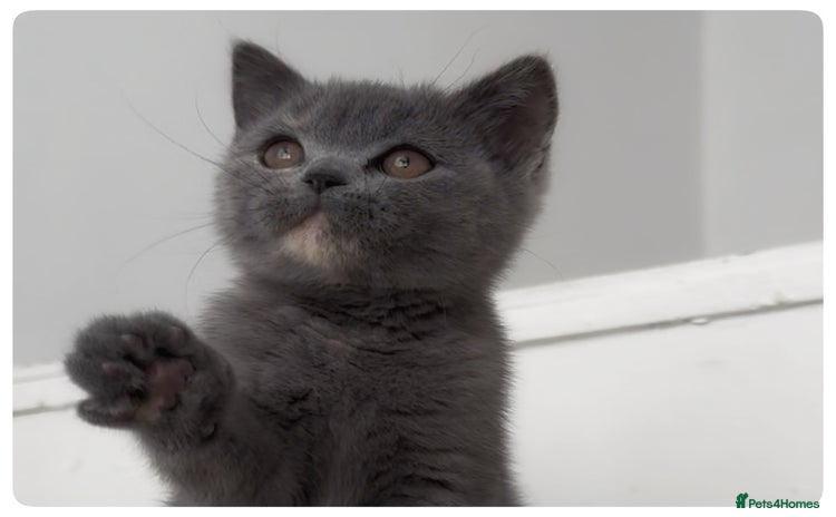 British Shorthair cats - Advert 1