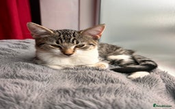 Bombay cats for sale: Friendly and smart Kittens  - Image 1