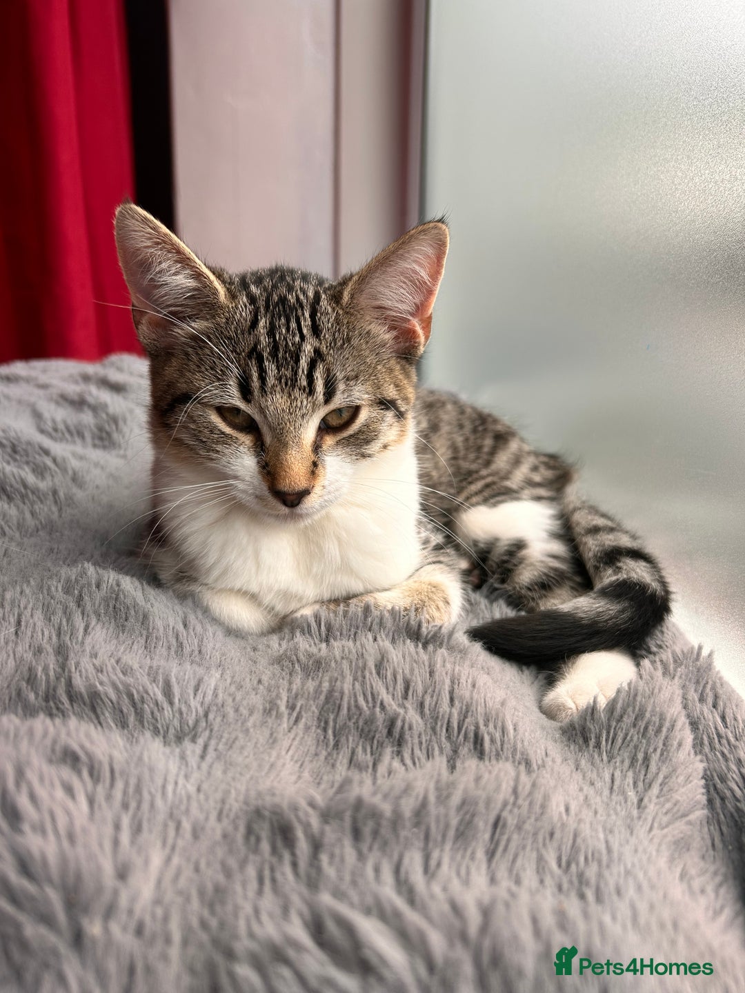 Bombay cats for sale: Friendly and smart Kittens  - Image 1