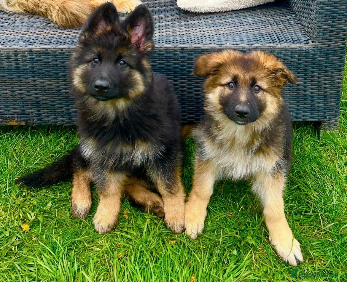 German Shepherd dogs Perfect Chunky GSD Pups - Advert 2
