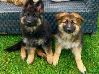 German Shepherd dogs Perfect Chunky GSD Pups - Advert 4