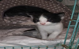 Mixed Breed cats for sale: Hand reared orphaned kittens  - Image 3