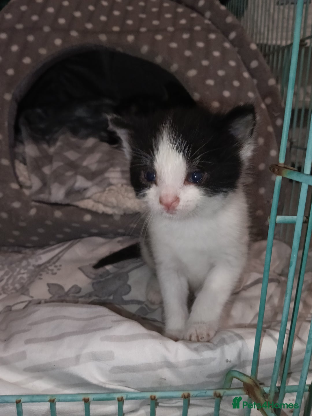 Mixed Breed cats for sale: Hand reared orphaned kittens  - Image 3