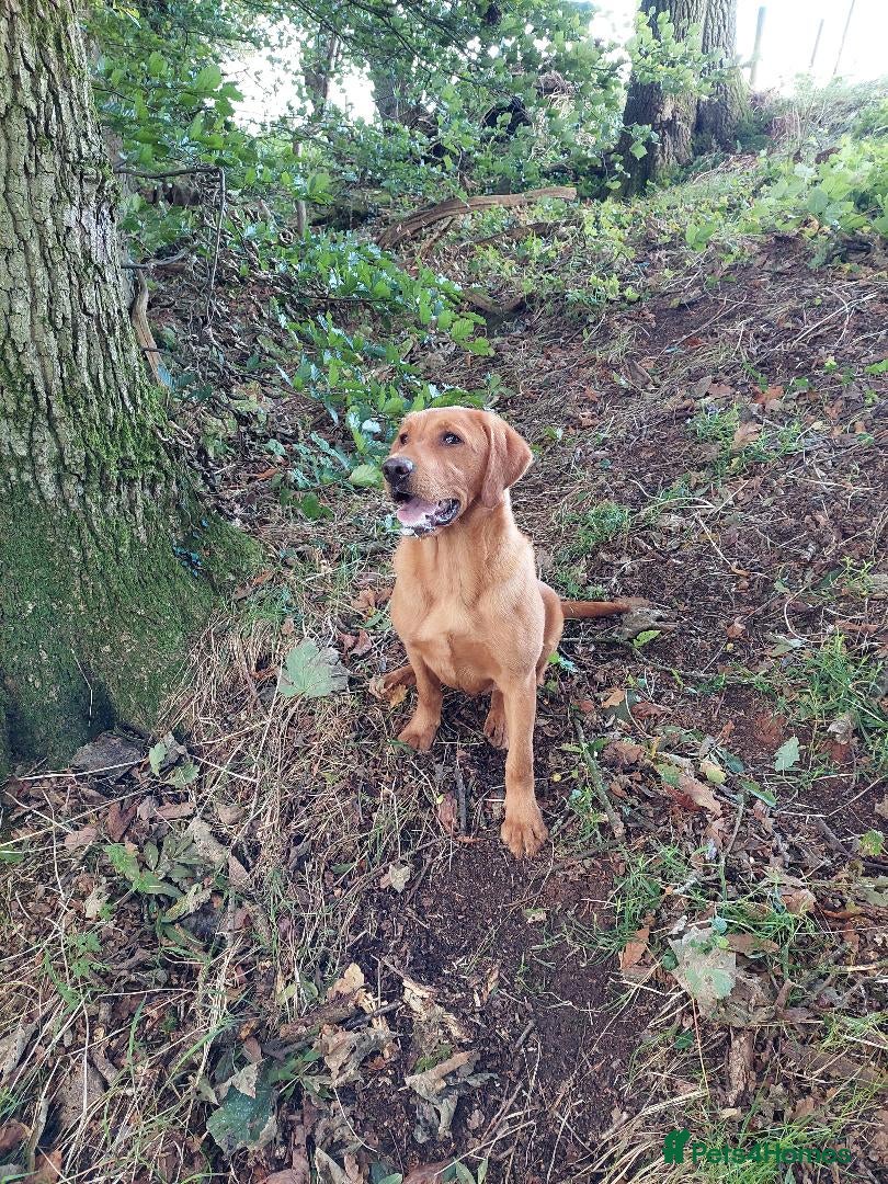 Labrador Retriever dogs Sam 2yrs 4mths Kc reg  - Advert 5