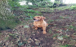 Labrador Retriever dogs for sale: Sam 2yrs 4mths Kc reg  - Image 1