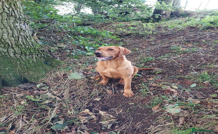 Labrador Retriever dogs for sale - Advert 1