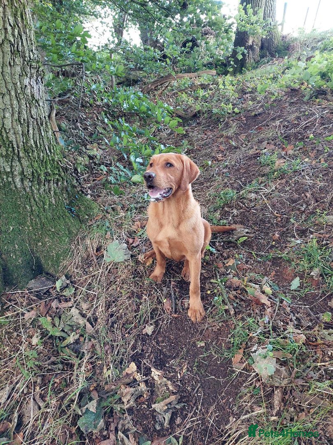 Labrador Retriever dogs for sale: Sam 2yrs 4mths Kc reg  - Image 1