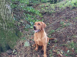 Labrador Retriever dogs for sale - Advert 2