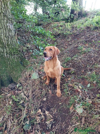 Labrador Retriever dogs - Advert 4