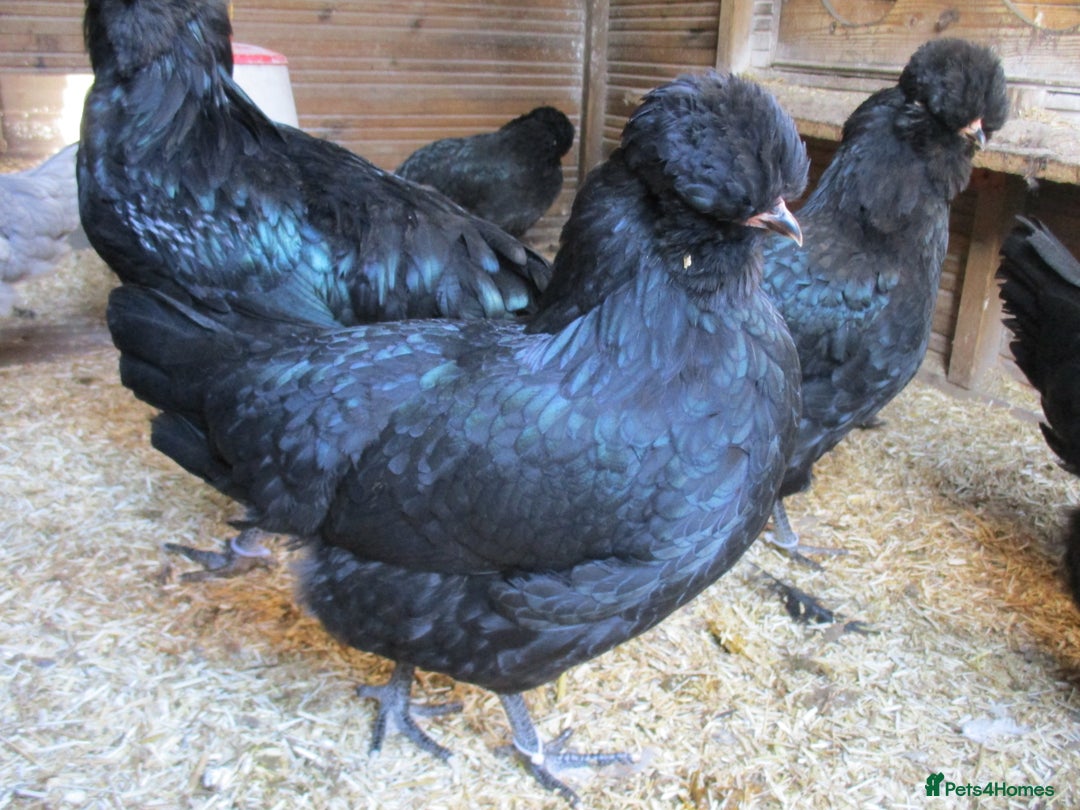 Chickens poultry for sale: Large, Black Araucana, trio or Pullets available. - Advert 3