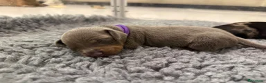 Dachshund 2