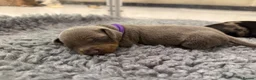 Dachshund dogs for sale: Dachshund in London - Advert 4