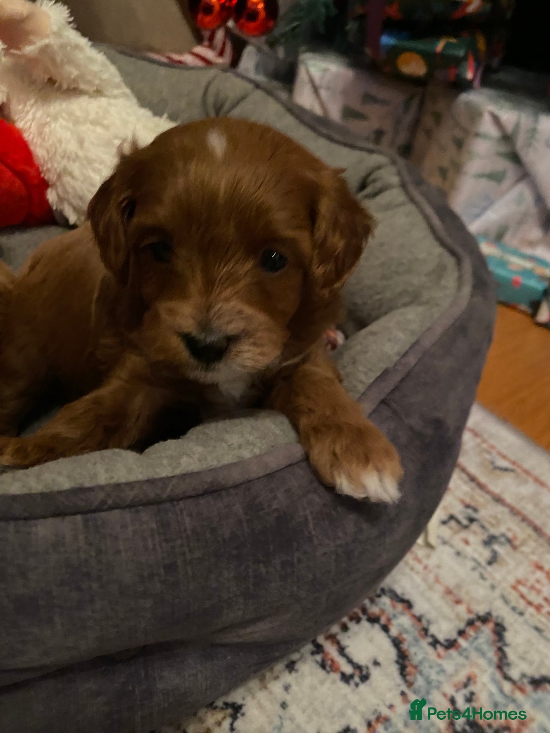 Cavapoo dogs for sale: F1B Toy Red Cavapoos for Sale - Advert 10