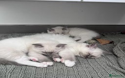 Ragdoll cats for sale: Affordable Ragdolls purebred for sale - Image 2