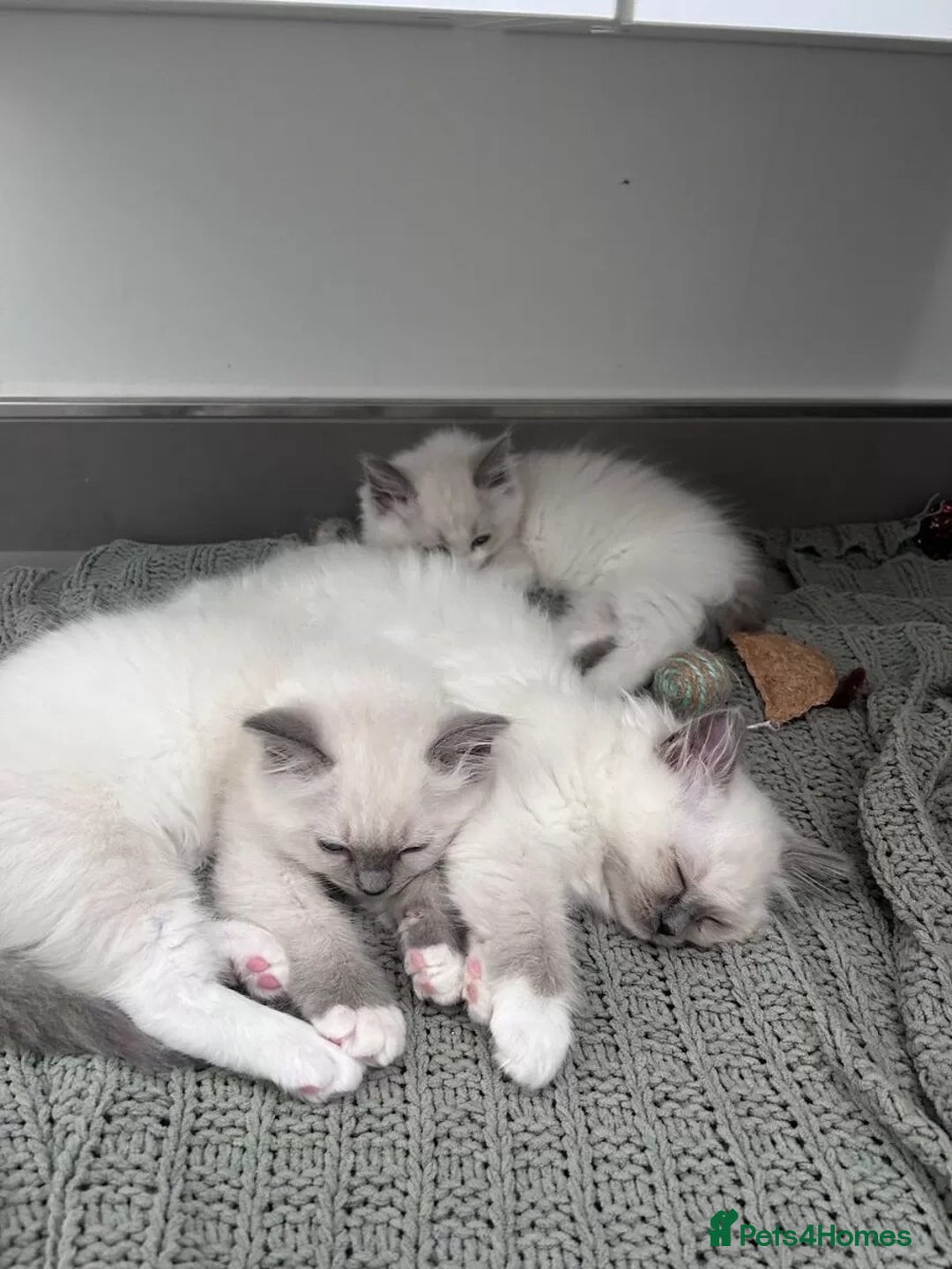 Ragdoll cats for sale: Affordable Ragdolls purebred for sale - Image 2