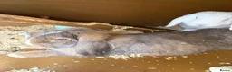 Mini Lop rabbits for sale: Rabbits  - Advert 3