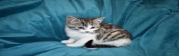 Mixed Breed cats for sale: 6 Gorgeous kittens for sale - Advert 15
