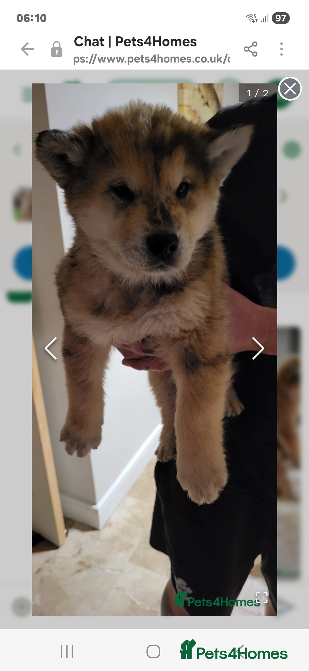 Mixed Breed dogs chowchow/alaskan malamute hybrid  - Advert 3
