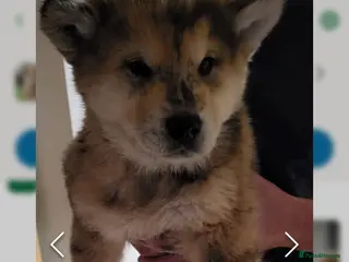 Mixed Breed dogs chowchow/alaskan malamute hybrid - Advert 13