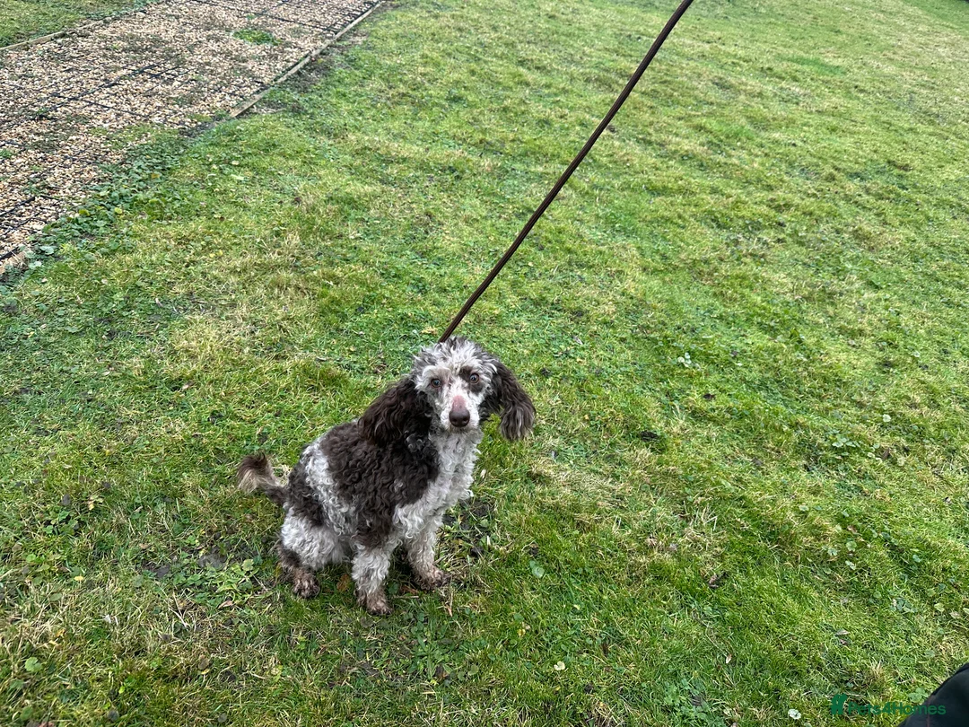 Miniature Poodle dogs for sale: Stunning looking male miniature poodle  - Advert 7